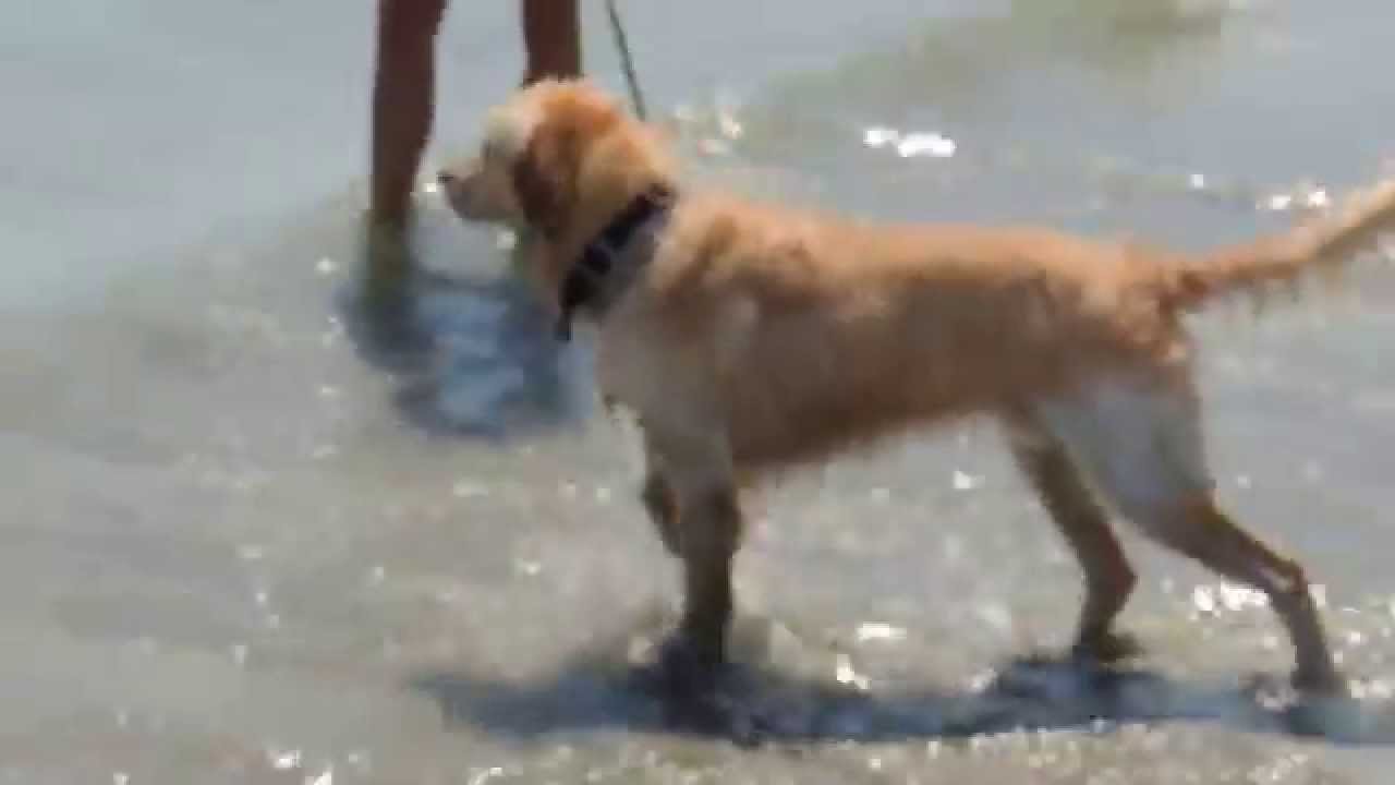 bite statistics golden retriever zar the golden retriever wave biting mamaia black sea romania bite statistics golden retriever zar the golden retriever wave biting mamaia black sea romania