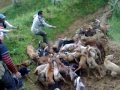 image Berburu Babi Lewiliang Bogor 2