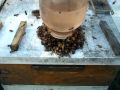 BEEKEEPING Honey Bees open feeding vs Beehive top sugar syrup feed bottles Beekeepers Honeybees GA.