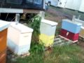 Beekeeping, Honey Bees open feeding vs beehive top sugar syrup feed bottles.Corn feeders