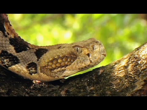 Florida Miami venomous snakes reptiles pit viper canebrake rattlesnake Heiko 