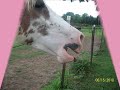 The abuse of a horse part one (safety of home)
