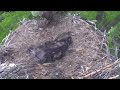 MNBound Eaglets Fish Offering for Peace & Harmony 5-27-13