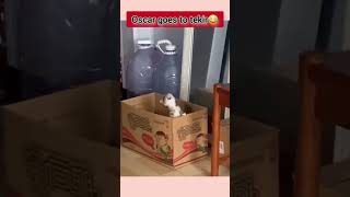 Oscarlık Drama Bu Kedi Gerçekten Rol Yapmayı Biliyor