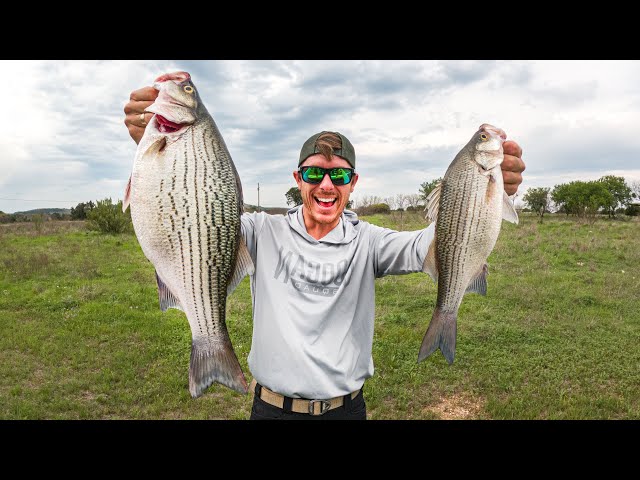 Watch White Bass Spawn Fishing & SURPRISE Hybrid! (Catch & Cook) on YouTube.