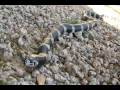 Canon VIXIA HF M31 HD Video Camera Test - Meets California King Snake