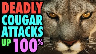 Deadly Cougar Attacks Up 100%!!! Deadly Cougar Attacks Up 100%!!!