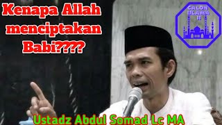 Kenapa Allah menciptakan Babi? Sedang kan Babi itu Haram