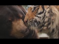 BEST FRIENDS TIGER, LION AND BEAR LIVING TOGETHER IN HARMONY BEST FRIENDS TIGER, LION AND BEAR LIVING TOGETHER IN HARMONY