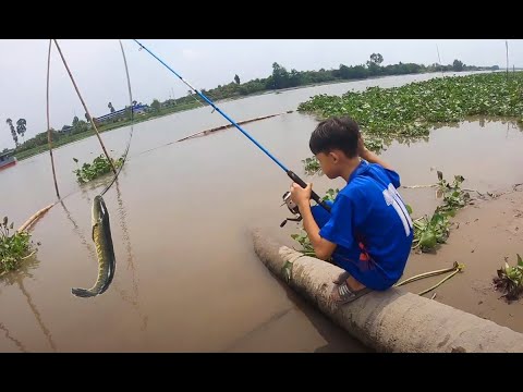 Team Tony Đi Câu Cá Lóc Đồng - Cá Lóc Nướng Trui