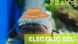 Electric Eel