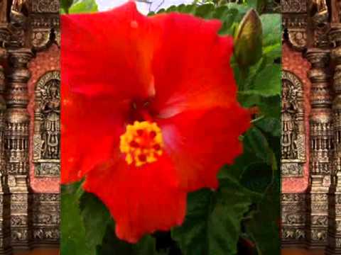 Shree Ganpatichi Aarti- Lata Sukhkarta Dukharta