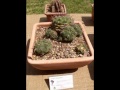 AIAS - Mostra cactus Cesena 21 e 22-05-2011