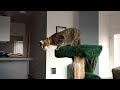Oskar the Blind Cat and The Cat Tree