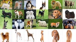 Köpek Cinsleri – 217 FARKLI KÖPEK TÜRÜ !!