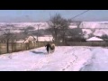 cai de vanzare viorel
