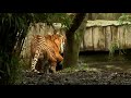 Watch our Sumatran tiger take a dip in his pool