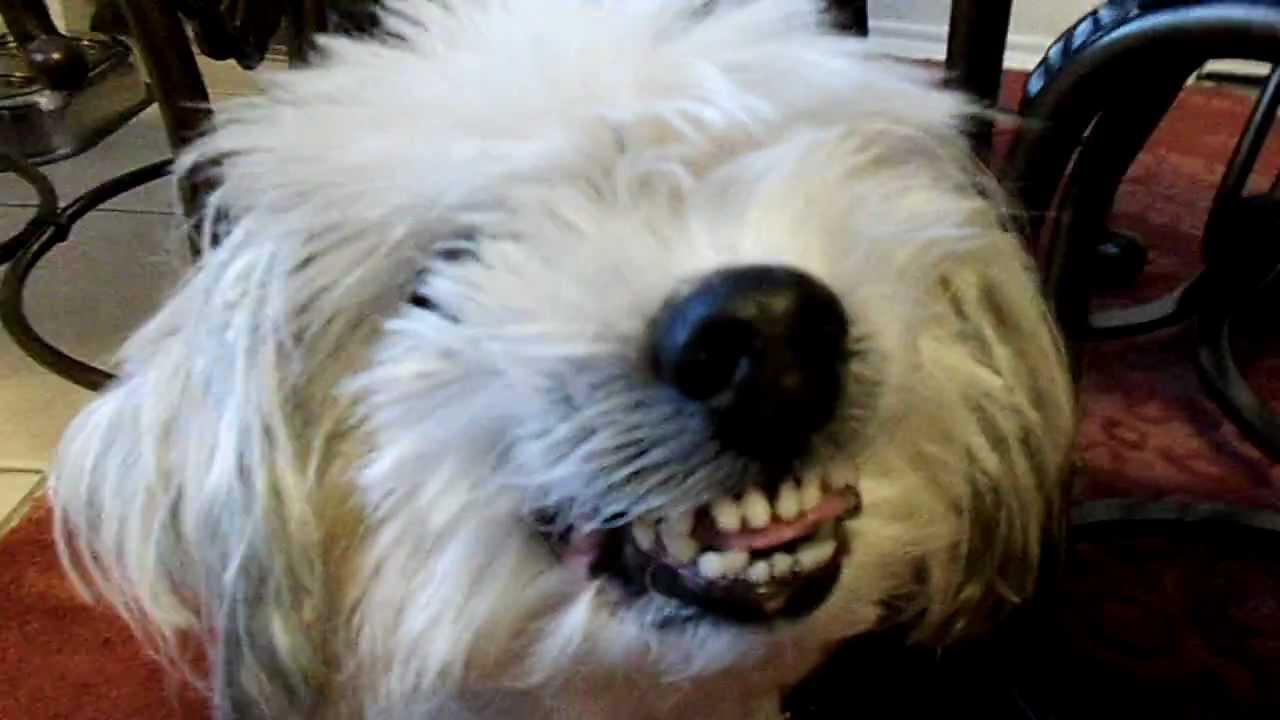 shih tzu bites shih tzu bites and attacks owner from hell shih tzu bites shih tzu bites and attacks owner from hell