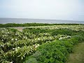 伊江島ゆり祭り