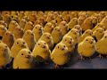 Hop - Trailer klip izle