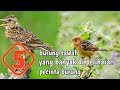 5 burung sawah yang banyak di pelihara pecinta burung di indonesia