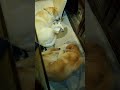 Anime44 動画18a