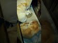 Anime44 動画18b