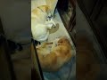 Anime44 動画18c