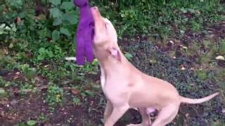 Apbt Broly Crying On The Spring Pole Lol American Pit Bull Terrier