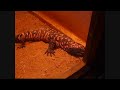 YKMT goes to the zoo! Narrated by Some Crazy Person