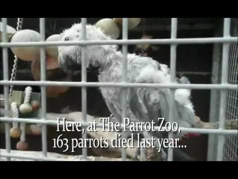 are zoos cruel to animals essay are zoos cruel to animals essay
