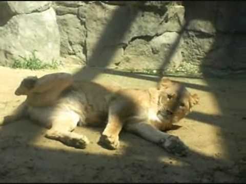 20110412日本平動物園「愛の勝利！」．wmv