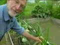 vegetables