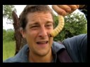 Born Survivor - Rhino Beetle Larvae