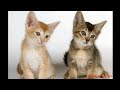 Abyssinians Cats in Pics Part 1 | Cats in Pics