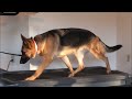 Stella (German Shepherd) Dog Training Video