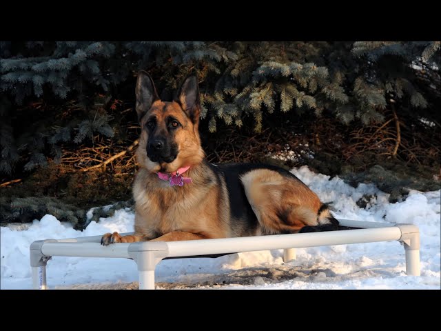 Stella (German Shepherd) Dog Training Video