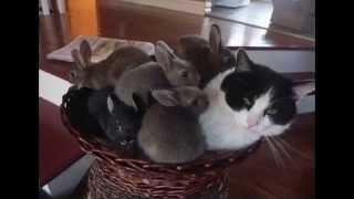 Watch Fixx Calm Animals video