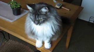 Watch Sparks Here Kitty video