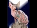 Cats singing "Silent Night"