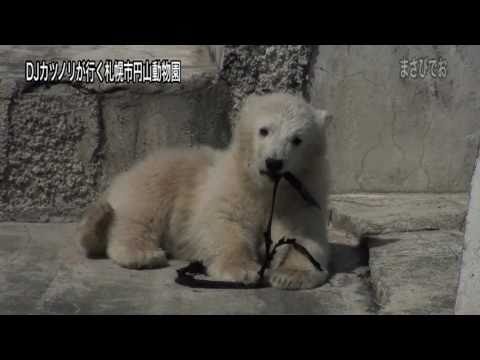 DJ カツノリが行く札幌市円山動物園　ホッキョクグマ