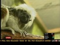 Bonnie & Clyde the Cotton Top Tamarins