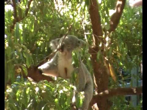 2009年8月28日 シドニータロンガ動物園3 コアラ
