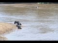 Wildebeests