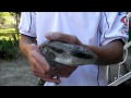 Petting a (Wild) Blue Tongue Lizard (Keeping Fingers Whole)
