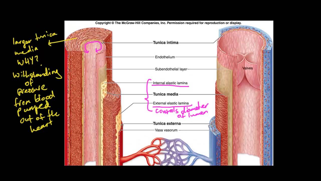 Maintaining a Balance - Dot point 2.3 - Veins, Arteries, Capillaries