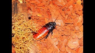 Science News - Study finds cockroaches are becoming increasingly resistant to insecticides