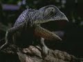 Budweiser - Frogs & Lizards Electrocution attemp(compleet)