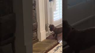 Dog Potty Doorbell Easy For Training