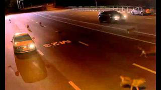 The Most Russian Video Of All Time Wolves Swarm Cop On Freeway